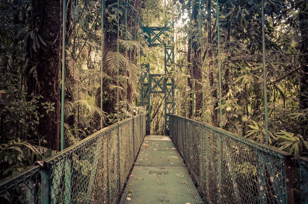 A hanging bridge through the cloud forest in Monteverde, Costa Rica.