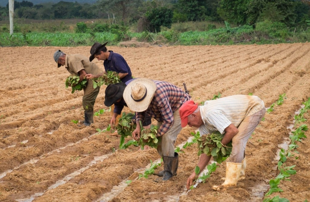 Four men work weeding tobacco in the fields.