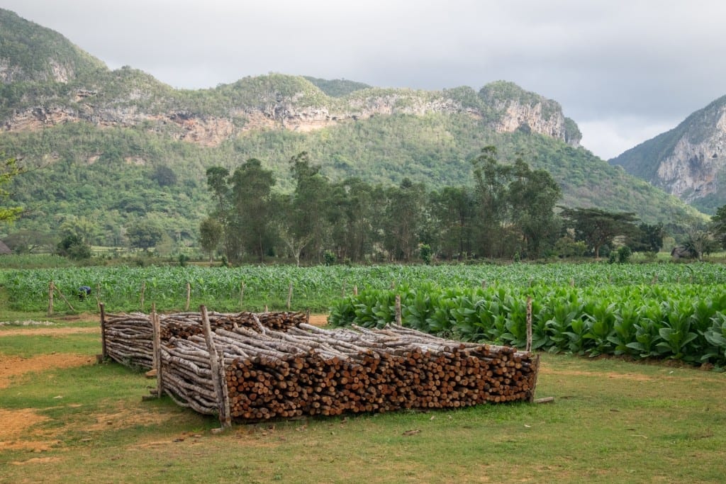 Rows of stacked wood in front of the mountains of Vinales and tobacco fields.