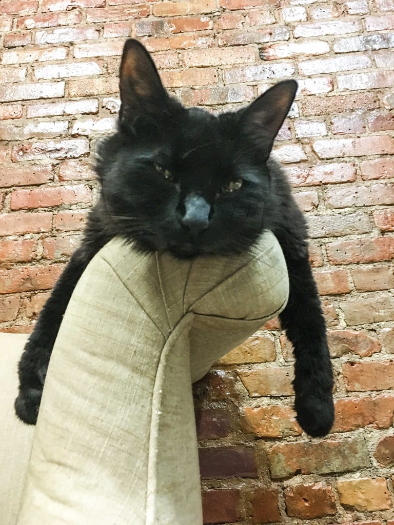 A black cat sitting on the arm of a couch, his arms on each side.