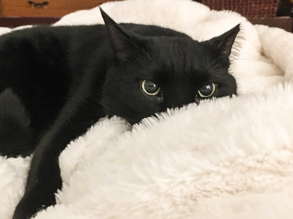 A black cat lying on a white blanket, a bit of mischief in his eyes.