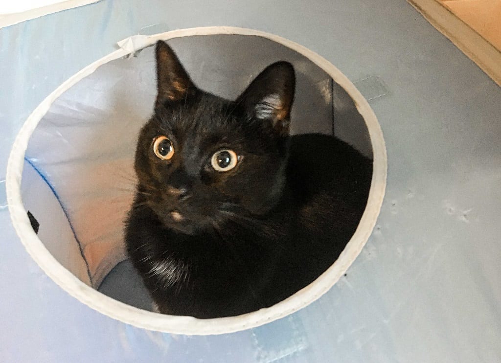 A black cat peeking out of the hole of a blue play cube.
