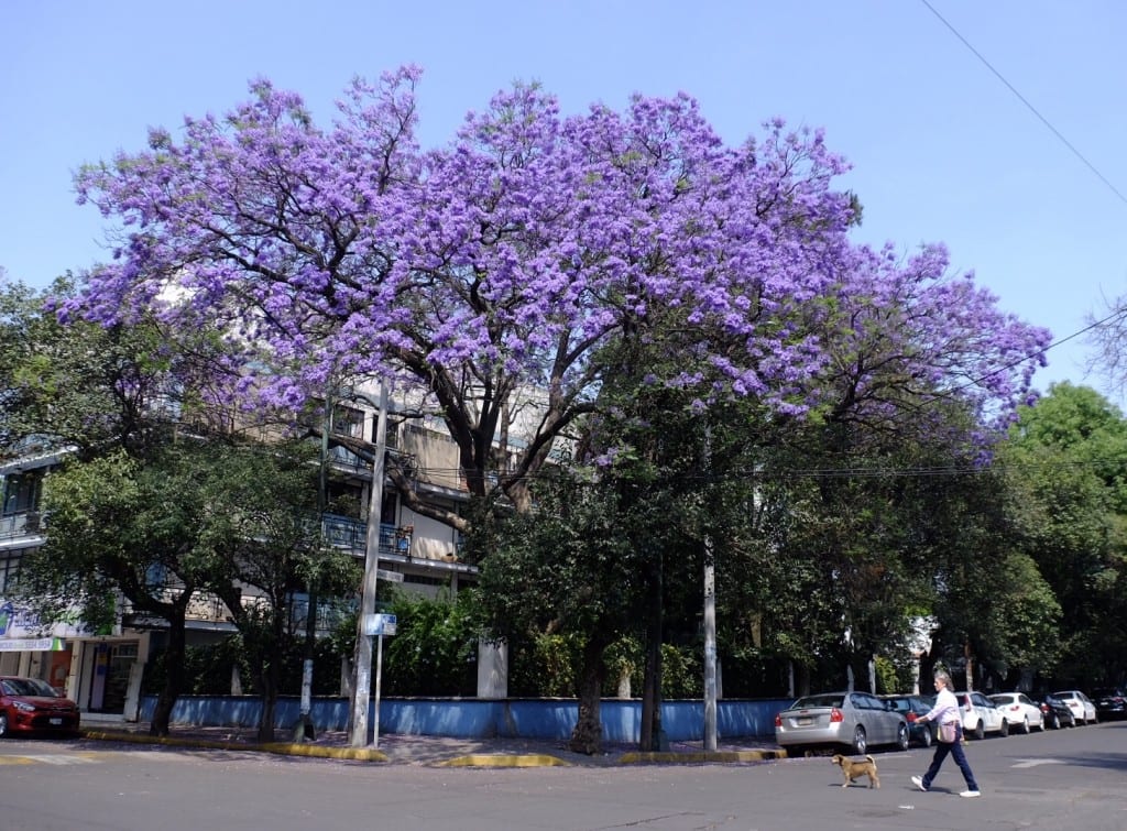 A bright purple jacaranda tree; in the foreground, a woman walks her dog.