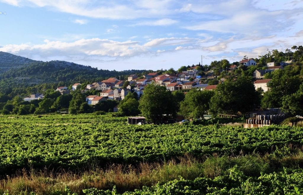 Rows of vineyards and a small town with orange roofs in the background in Pelješac.