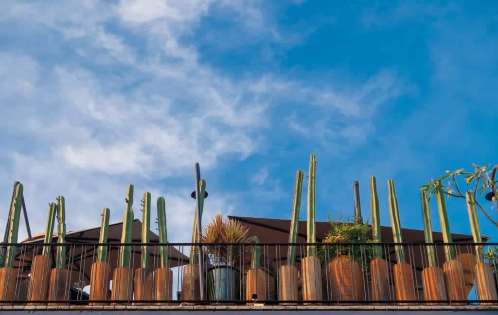 A row of tall skinny cactus plants in terra-cotta pots on a balcony underneath a blue sky.