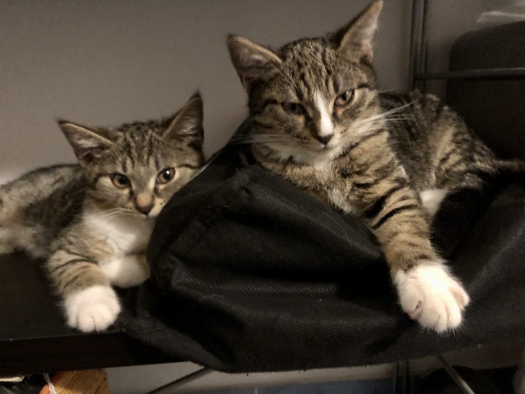 Murray and Lewis sitting together on a cloth bag on a shelf. They look like they're leaning toward each other and giving a suspicious side eye to the camera, as if they're plotting something.